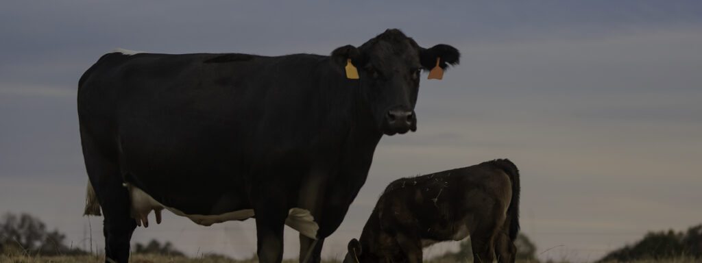Stress Tubs help cattle